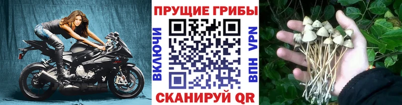 Псилоцибиновые грибы Magic Shrooms  Северск 